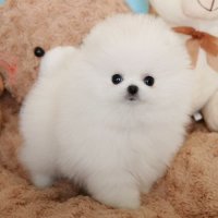 Pomeranian -Boo