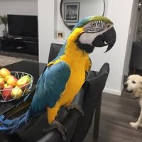 Modré a zlaté papagáje papagáje na predaj