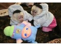 Detské kapucínske opice na adopciu