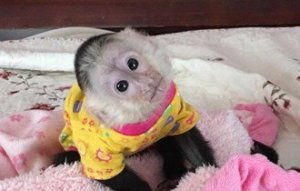 Opice kapucínové na adopciu